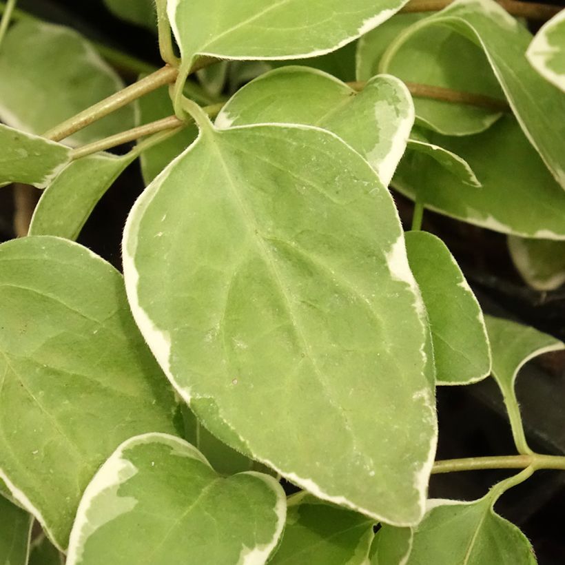 Großes Immergrün Variegata - Vinca major (Foliage)