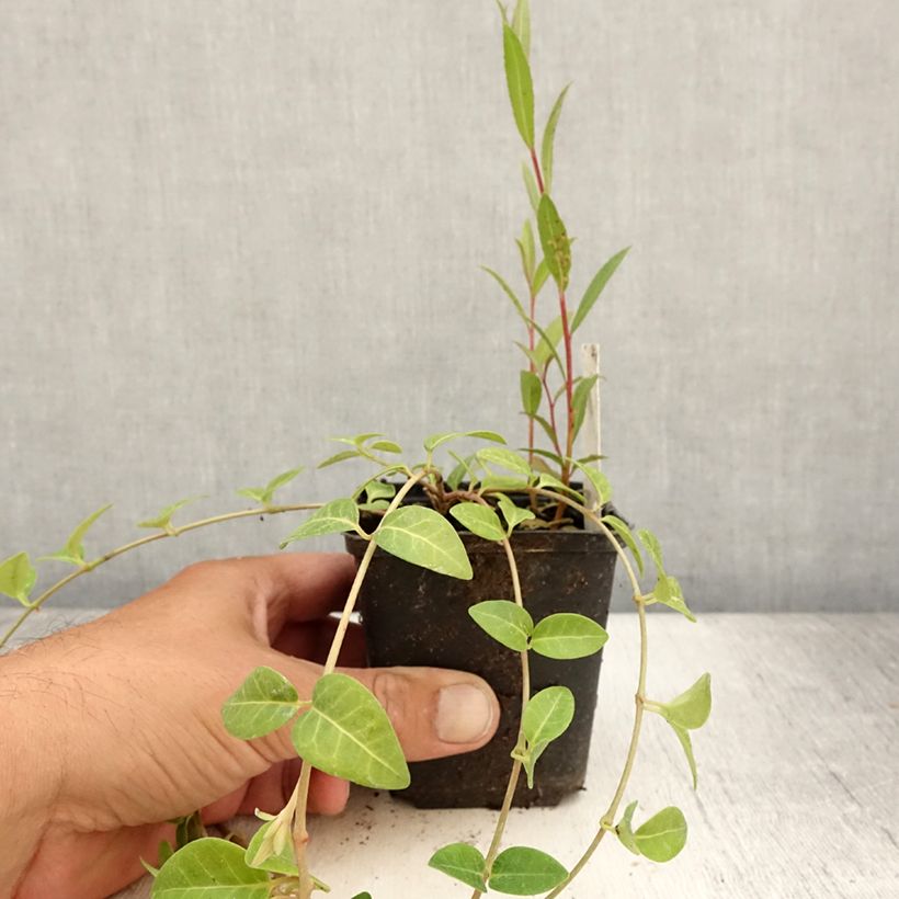 Example of Kleines Immergrün Alba - Vinca minor Kleine Töpfe von 8/9 cm as you get in ete