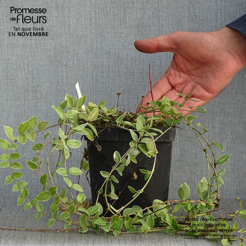 Example of Kleines Immergrün Argenteovariegata - Vinca minor Topf mit 2L/3L as you get in automne