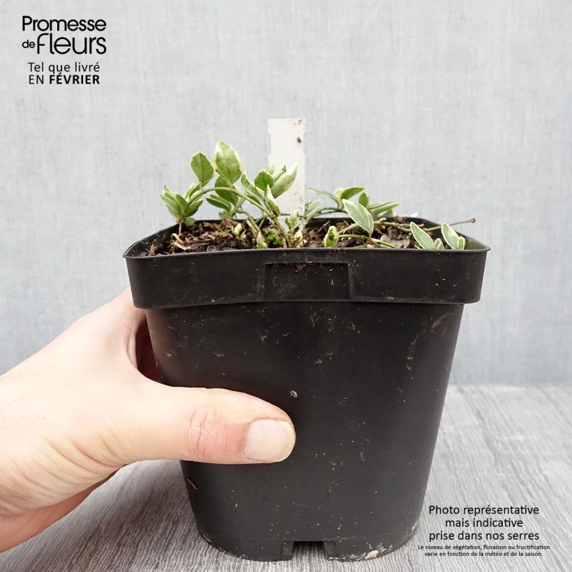 Exemplar von Kleines Immergrün Argenteovariegata - Vinca minor Topf mit 2L/3L wie im Winter geliefert