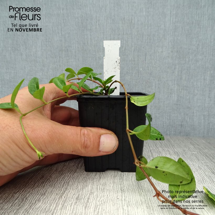 Example of Kleines Immergrün Atropurpurea - Vinca minor Kleine Töpfe von 8/9 cm as you get in automne