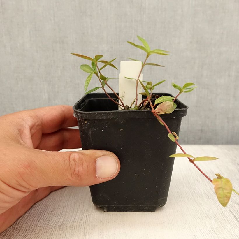 Exemplar von Kleines Immergrün Flower Power - Vinca minor Kleine Töpfe von 8/9 cm wie im Sommer geliefert