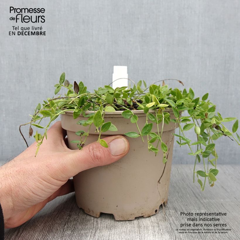 Example of Kleines Immergrün Gertrude Jekyll - Vinca minor Topf mit 2L/3L as you get in automne