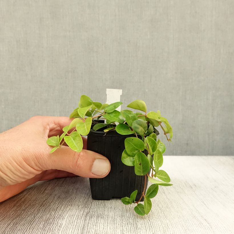 Example of Kleines Immergrün Grüner Teppich - Vinca minor Kleine Töpfe von 8/9 cm as you get in automne