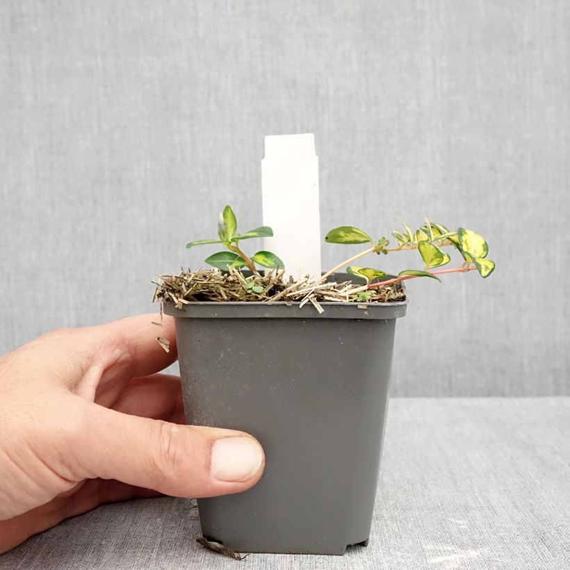 Exemplar von Kleines Immergrün Illumination - Vinca minor Kleine Töpfe von 8/9 cm wie im Herbst geliefert