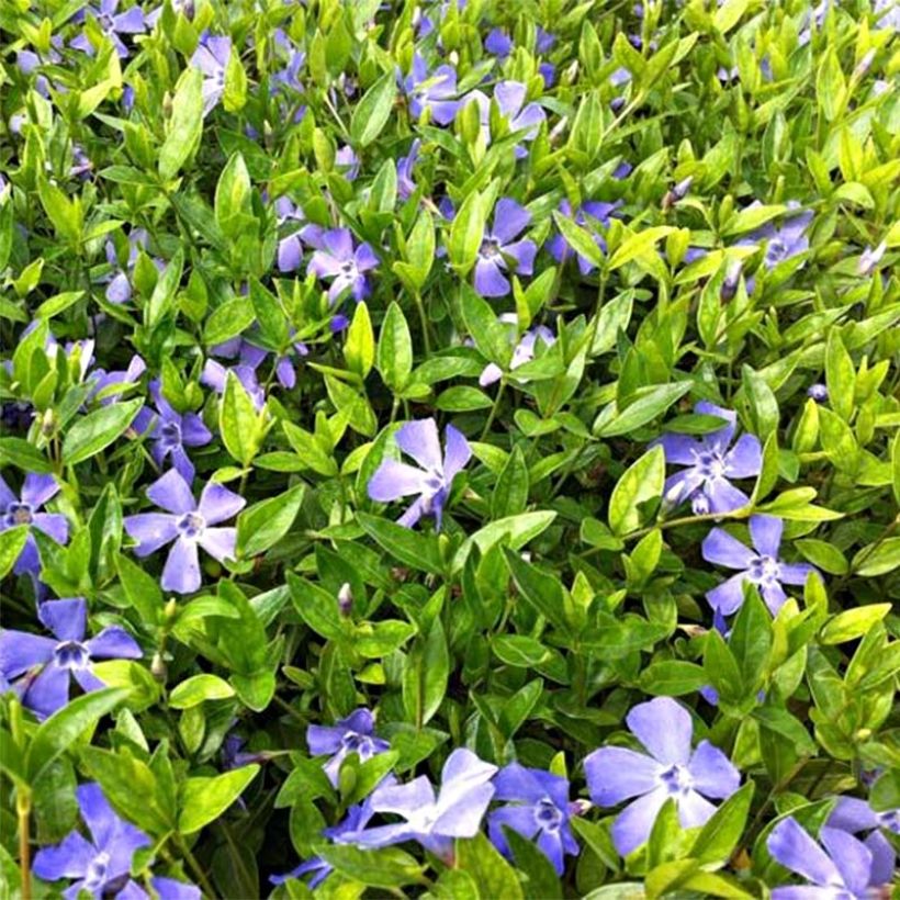 Kleines Immergrün Josefine - Vinca minor (Flowering)