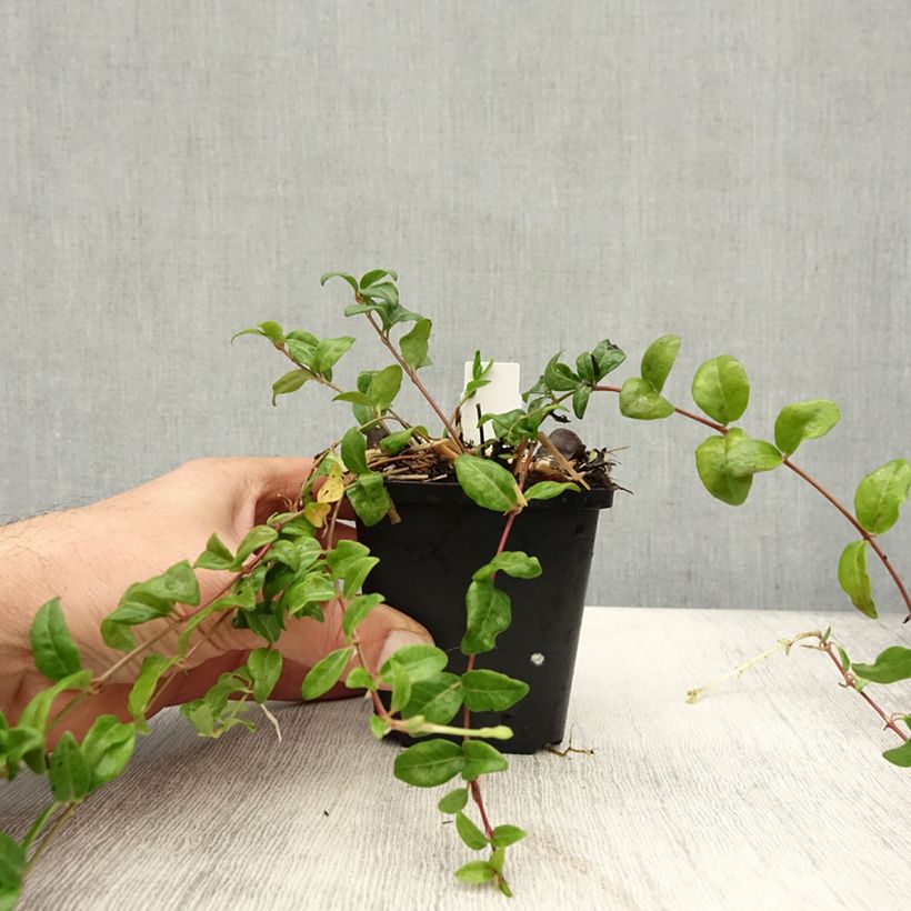 Example of Kleines Immergrün Multiplex - Vinca minor Kleine Töpfe von 8/9 cm as you get in automne