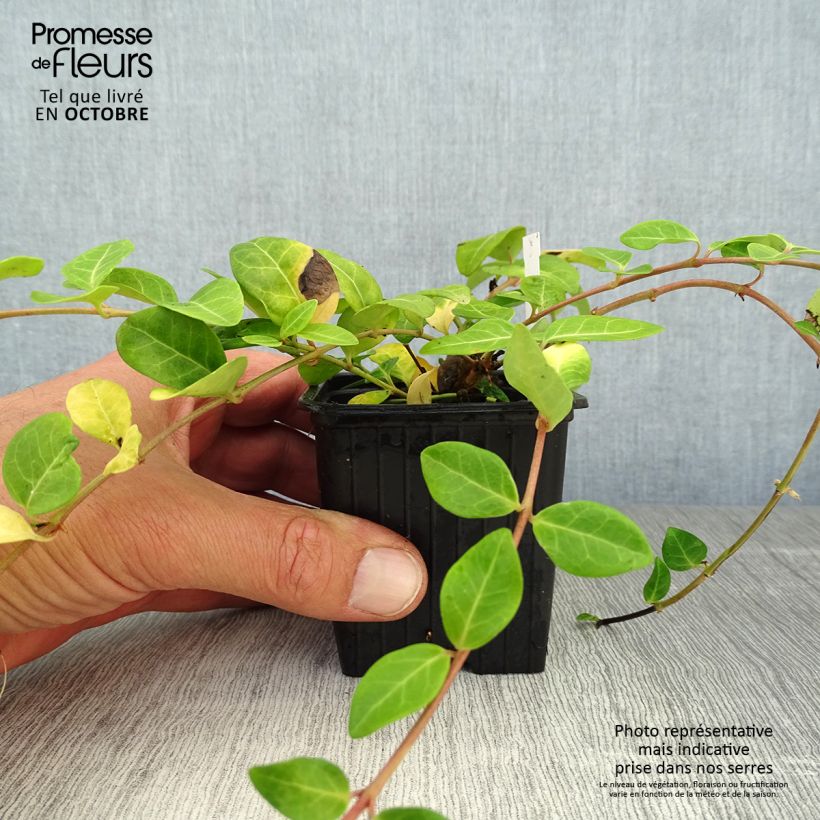 Example of Vinca minor - Kleines Immergrün Kleine Töpfe von 7/8 cm as you get in automne