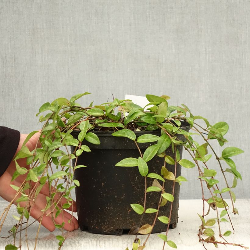 Example of Vinca minor - Kleines Immergrün Topf mit 2L/3L as you get in automne
