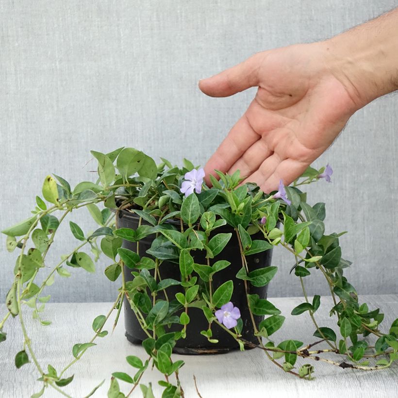 Exemplar von Vinca minor - Kleines Immergrün Topf mit 2L/3L wie im Sommer geliefert