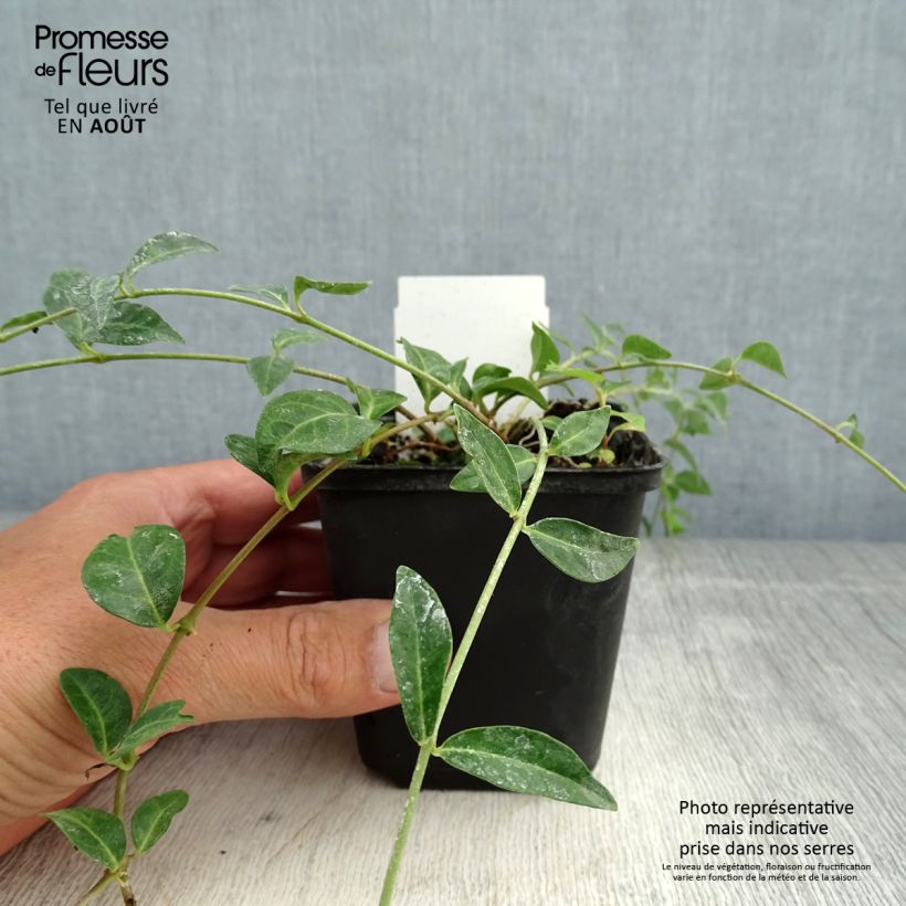 Exemplar von Kleines Immergrün Valentin - Vinca minor Kleine Töpfe von 8/9 cm wie im Sommer geliefert