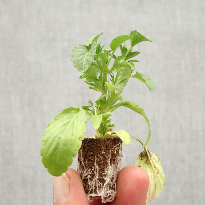 Example of Stiefmütterchen Blue Moon Mini-Plug Ø 1,5/2,5 cm as you get in automne