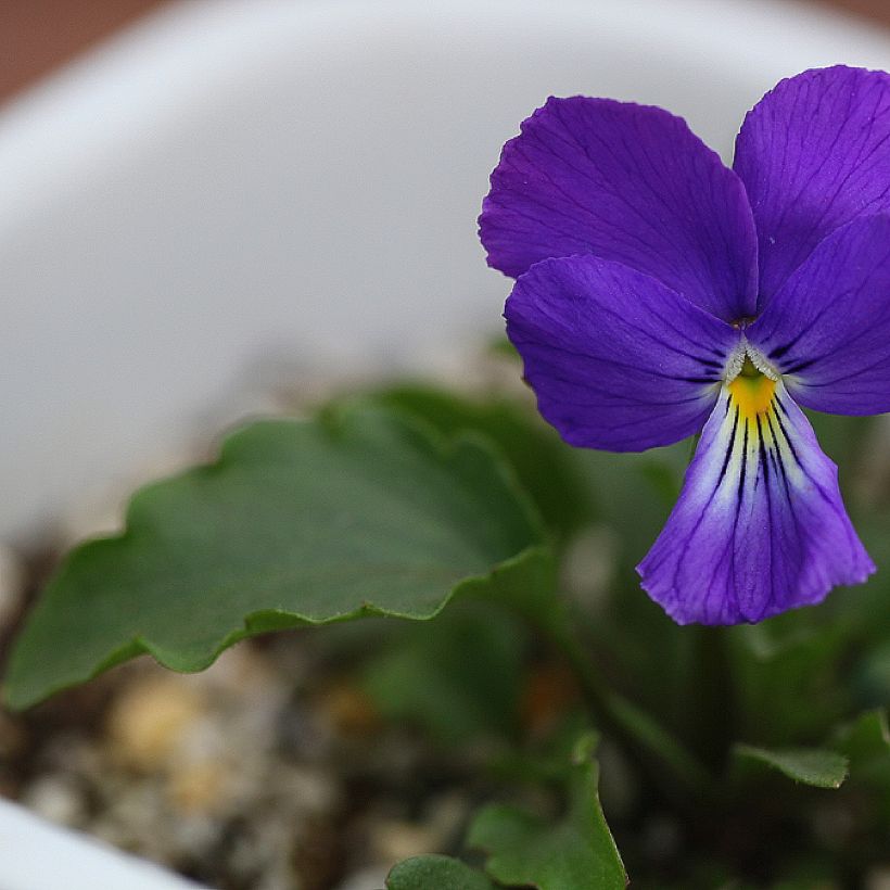 Viola corsica - Korsische Veilchen (Foliage)