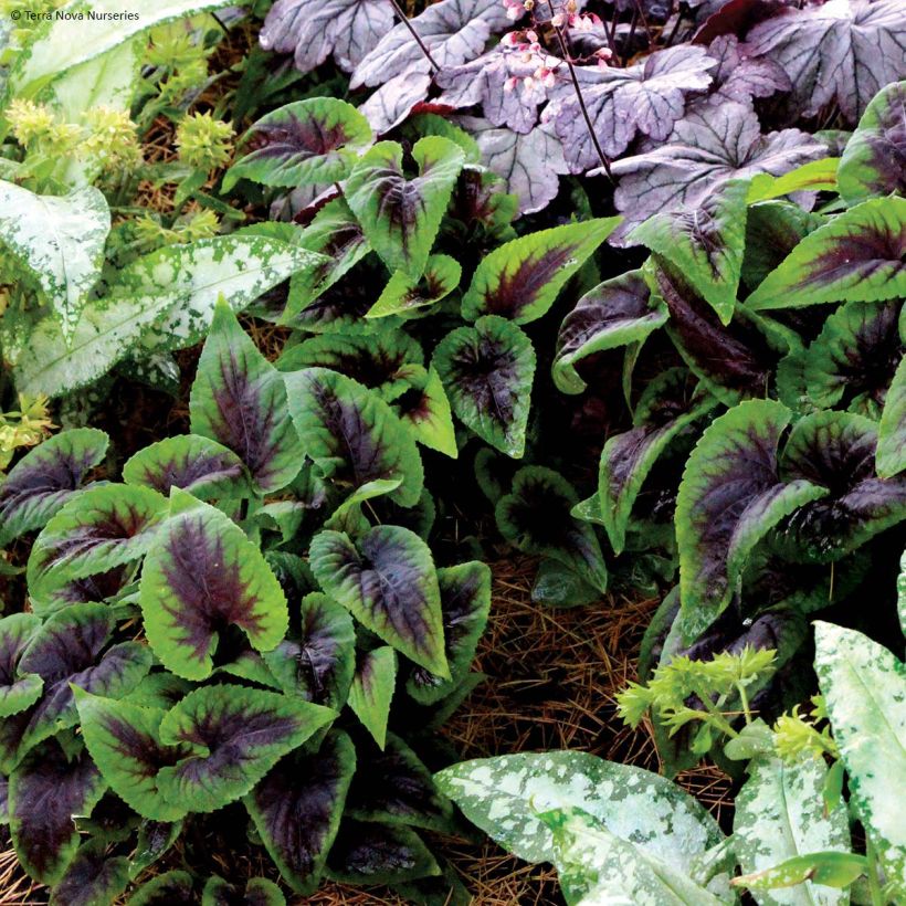 Viola koreana Heartthrob - Koreanisches Veilchen (Plant habit)