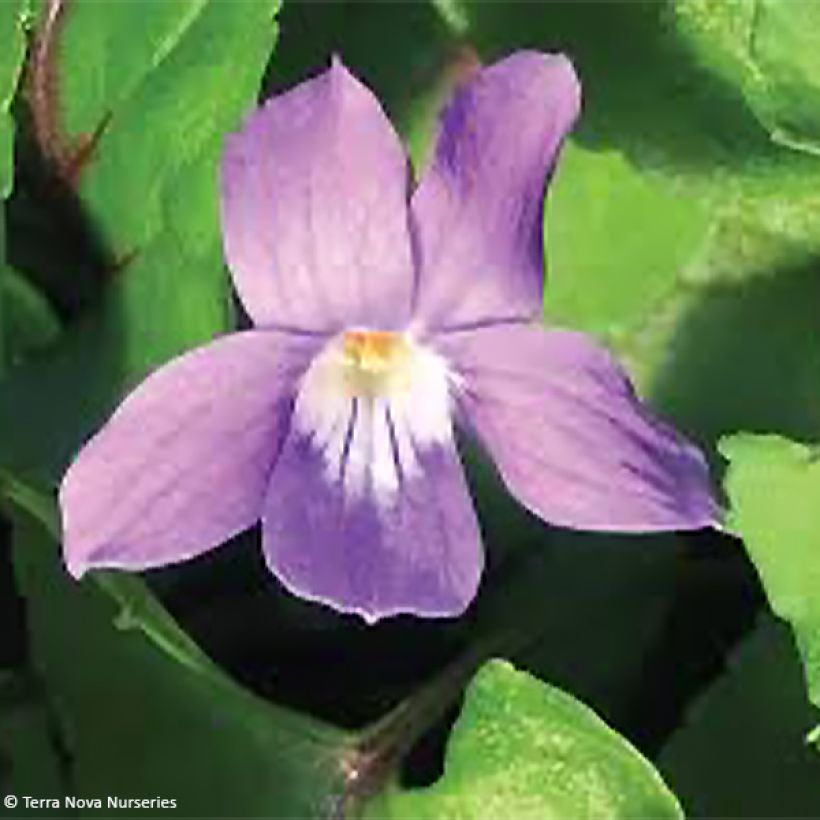 Viola koreana Heartthrob - Koreanisches Veilchen (Flowering)