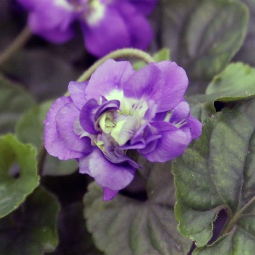 Viola odorata Plena - März-Veilchen (Flowering)