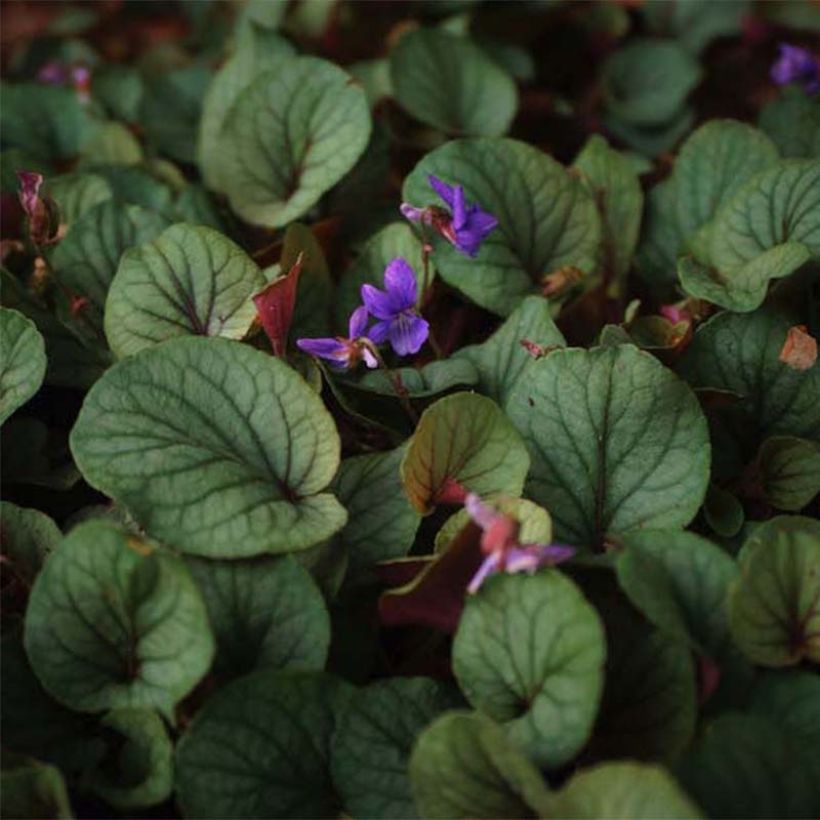 Viola walteri Silver Gem - Veilchen (Flowering)