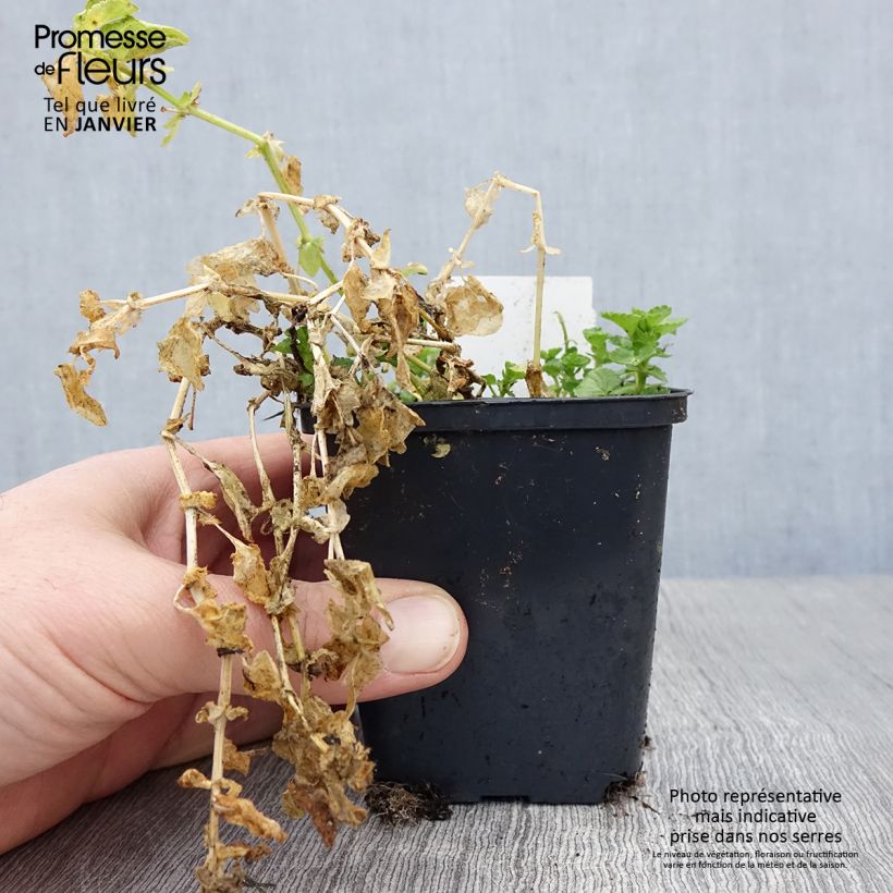 Exemplar von Horn-Veilchen Wisley White Kleine Töpfe von 8/9 cm wie im Winter geliefert