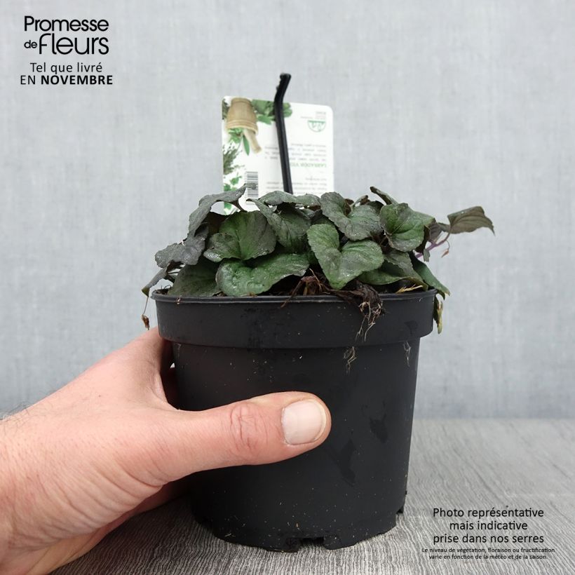 Example of Viola riviniana var. purpurea - Purpur-Veilchen Topf mit 1,5L/2L as you get in automne