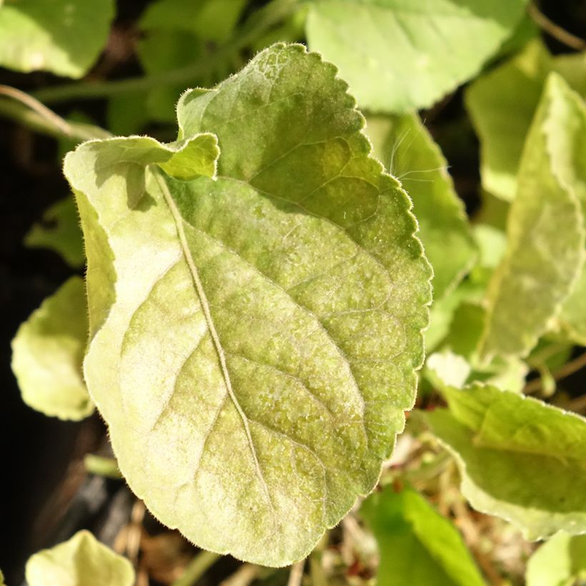 Viola odorata Königin Charlotte - März-Veilchen (Foliage)