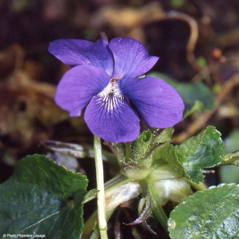Viola odorata Mrs Pinehurst - März-Veilchen (Flowering)