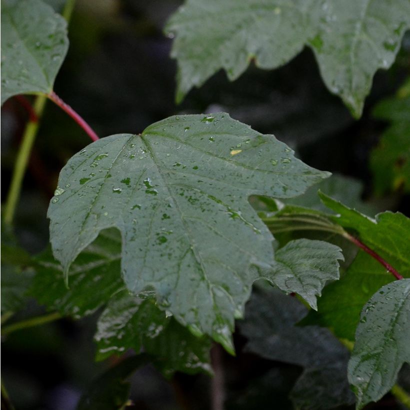Gewöhnlicher Schneeball - Viburnum opulus (Foliage)