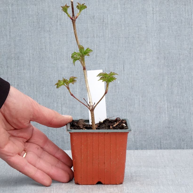Exemplar von Gewöhnlicher Schneeball Roseum - Viburnum opulus Kleine Töpfe von 8/9 cm wie im Frühjahr geliefert