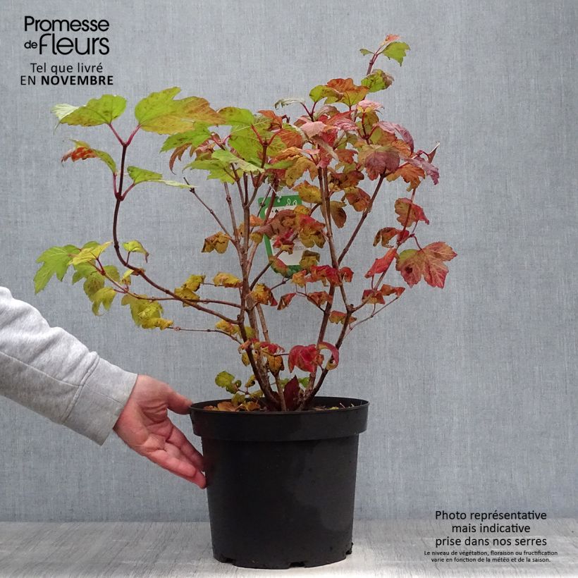 Example of Gewöhnlicher Schneeball Roseum - Viburnum opulus Topf mit 7,5L/10L as you get in automne
