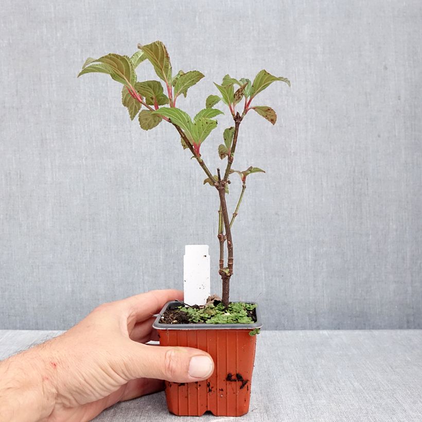 Exemplar von Bodnant-Winterschneeball Charles Lamont - Viburnum bodnantense Kleine Töpfe von 8/9 cm wie im Herbst geliefert