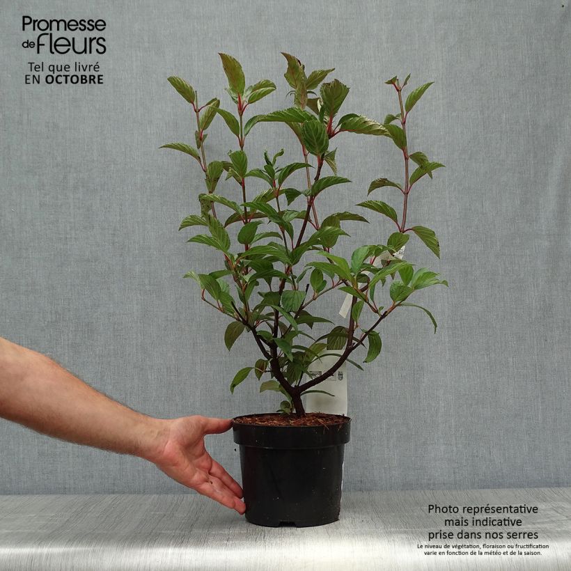 Example of Bodnant-Winterschneeball Charles Lamont - Viburnum bodnantense Topf mit 3L/4L as you get in automne