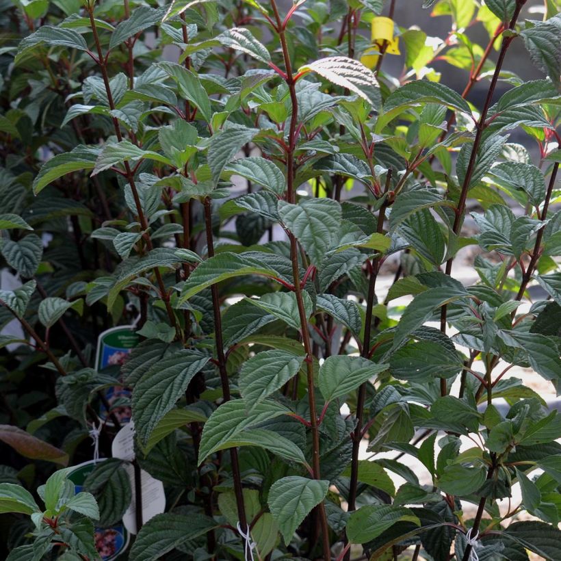 Bodnant-Winterschneeball Dawn - Viburnum bodnantense (Foliage)