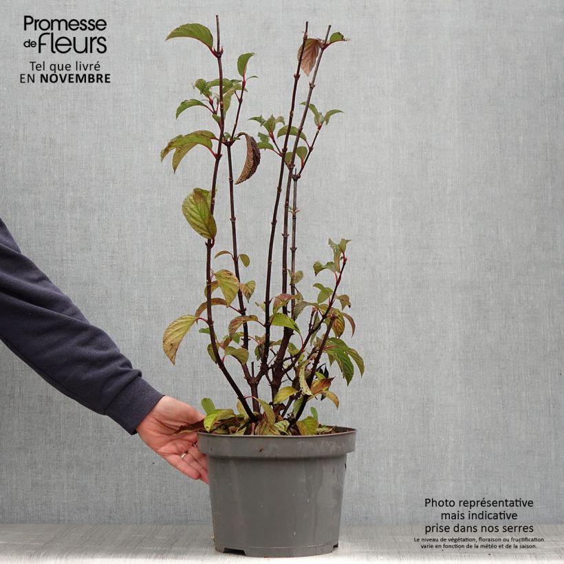 Example of Bodnant-Winterschneeball Dawn - Viburnum bodnantense Topf mit 6L/7L as you get in automne