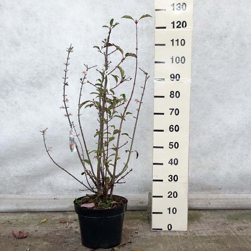 Example of Bodnant-Winterschneeball Dawn - Viburnum bodnantense Topf mit 7,5L/10L as you get in automne
