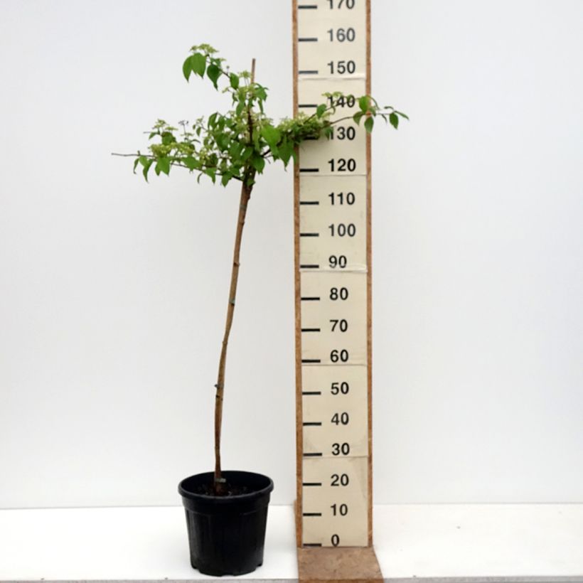 Exemplar von Japanischer Schneeball f. tomentosum Cascade - Viburnum plicatum Topf mit 12L/15L, Stamm wie im Frühjahr geliefert