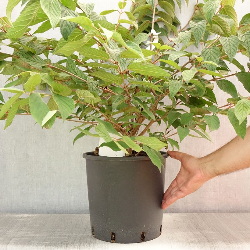Example of Japanischer Schneeball Mariesii - Viburnum plicatum Topf mit 12L/15L as you get in ete
