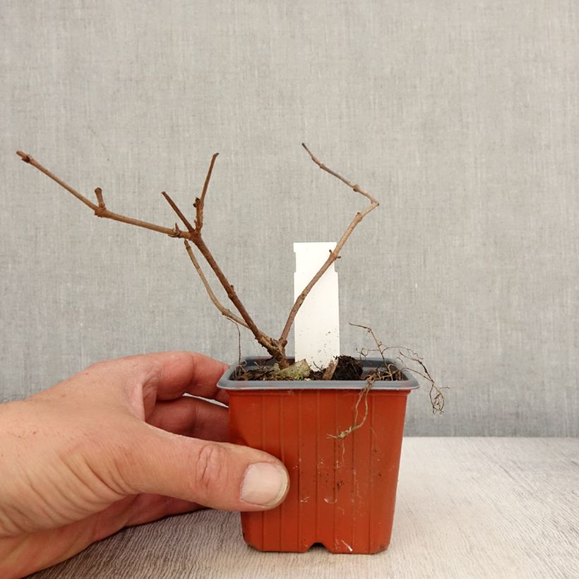 Example of Japanischer Schneeball Mariesii - Viburnum plicatum Kleine Töpfe von 8/9 cm as you get in printemps