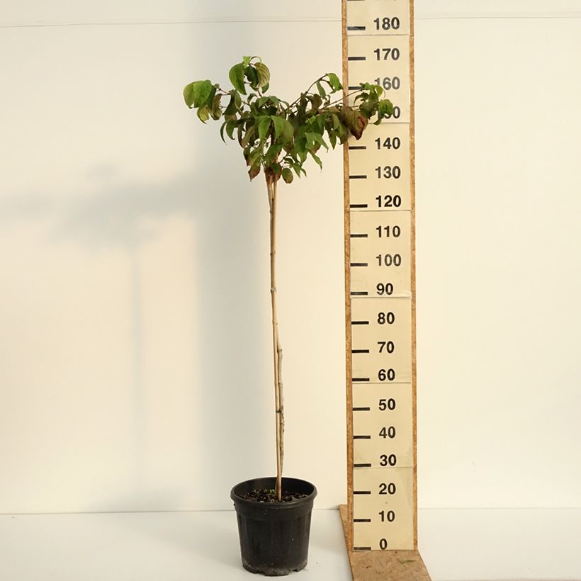 Example of Japanischer Schneeball Mariesii - Viburnum plicatum Topf mit 12L/15L as you get in ete