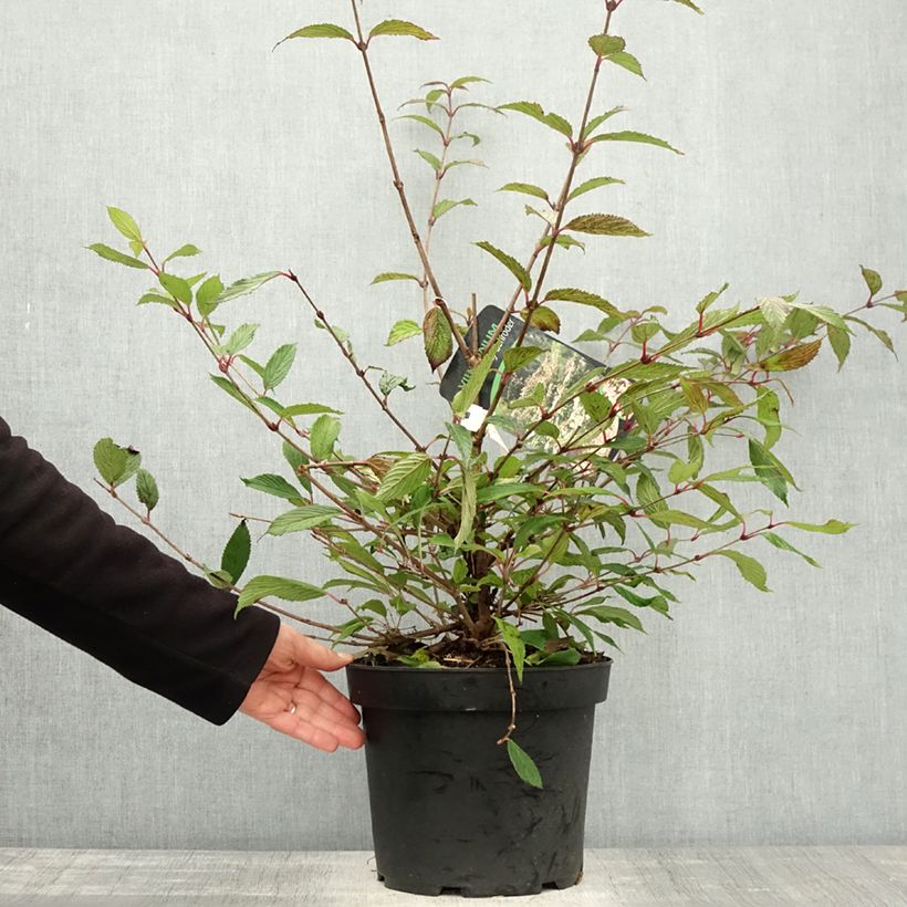 Example of Japanischer Schneeball Molly Schroeder - Viburnum plicatum f. tomentosum Topf mit 7,5L/10L as you get in automne