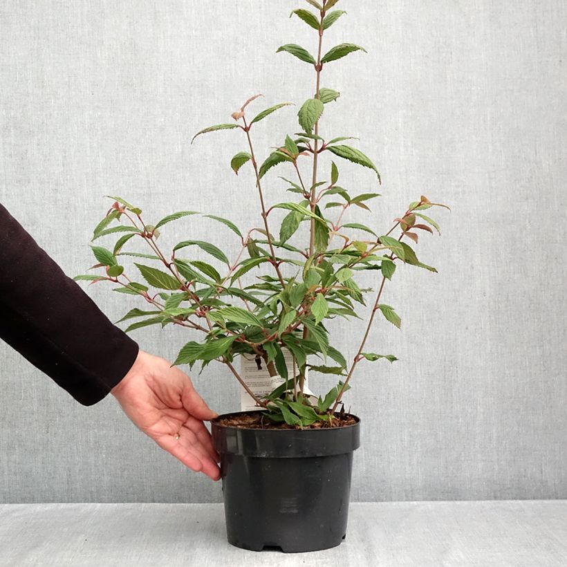 Exemplar von Japanischer Schneeball Molly Schroeder - Viburnum plicatum f. tomentosum Topf mit 2L/3L wie im Herbst geliefert