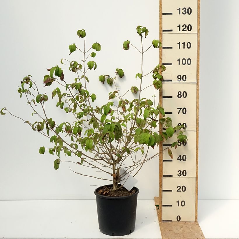 Example of Japanischer Schneeball Shasta - Viburnum plicatum mariesii Topf mit 12L/15L as you get in ete
