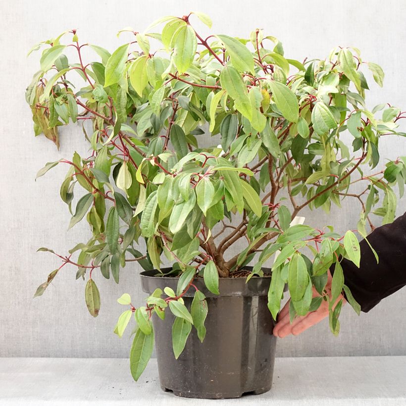 Exemplar von Immergrüner Kissen-Schneeball Angustifolium - Viburnum davidii Topf mit 7,5L/10L wie im Winter geliefert