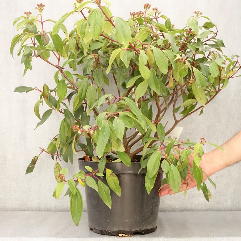 Exemplar von Immergrüner Kissen-Schneeball Angustifolium - Viburnum davidii Topf mit 7,5L/10L wie im Frühjahr geliefert