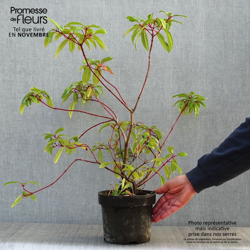 Example of Immergrüner Kissen-Schneeball Angustifolium - Viburnum davidii Topf mit 3L/4L as you get in automne