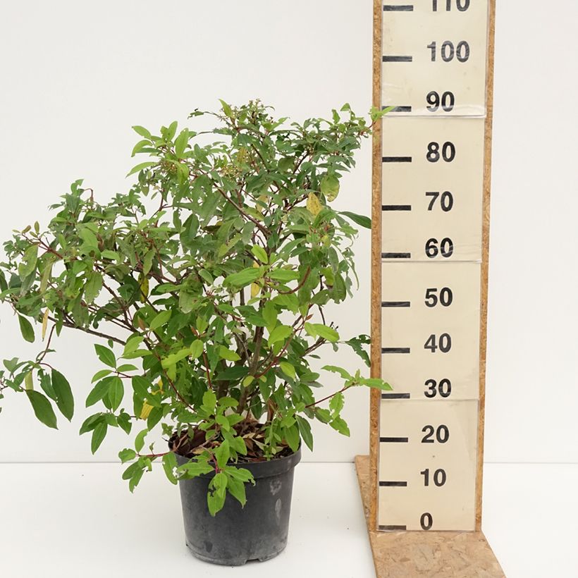 Example of Immergrüner Kissen-Schneeball Angustifolium - Viburnum davidii Topf mit 7,5L/10L as you get in ete