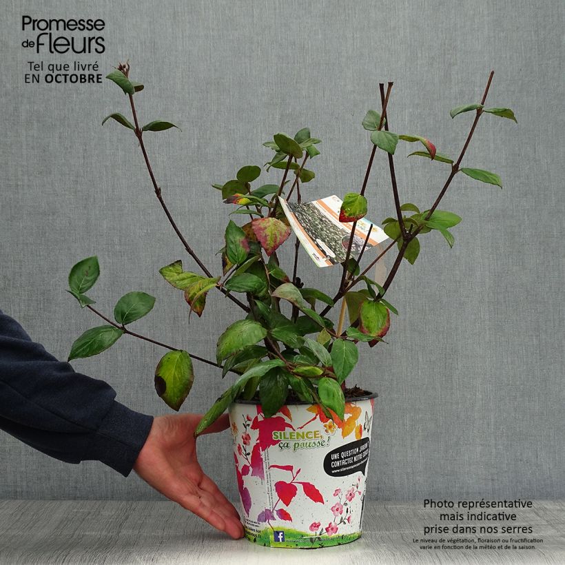 Example of Oster-Schneeball Mohawk - Viburnum burkwoodii Topf mit 4L/5L as you get in automne