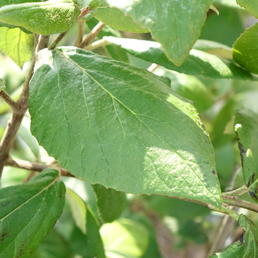 Oster-Schneeball Mohawk - Viburnum burkwoodii (Foliage)