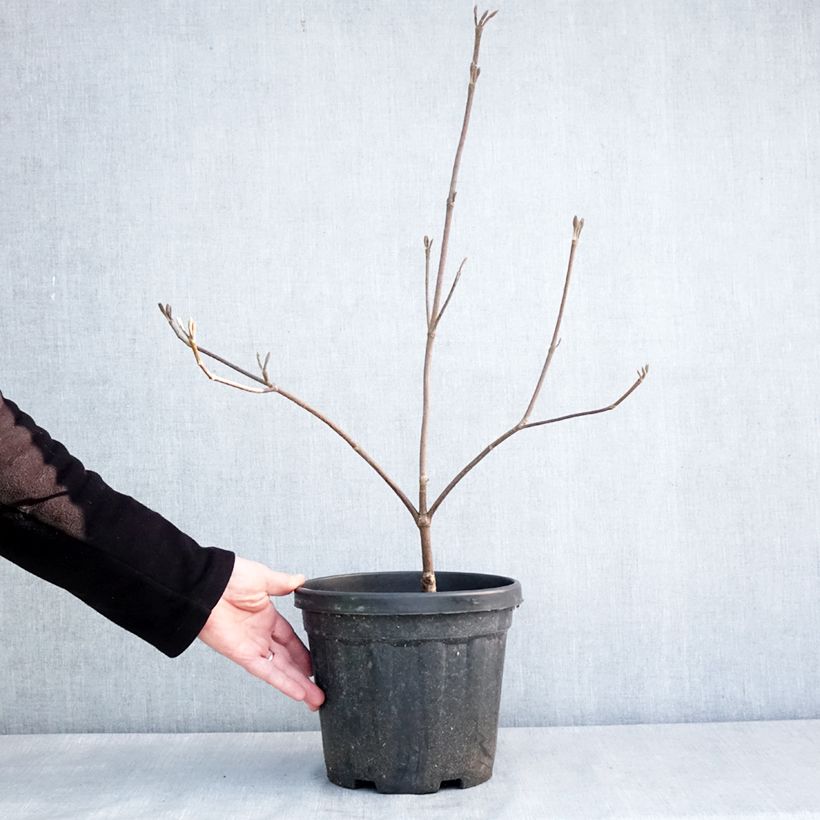 Example of Schneeball furcatum - Viburnum Topf mit 6L/7L as you get in hiver
