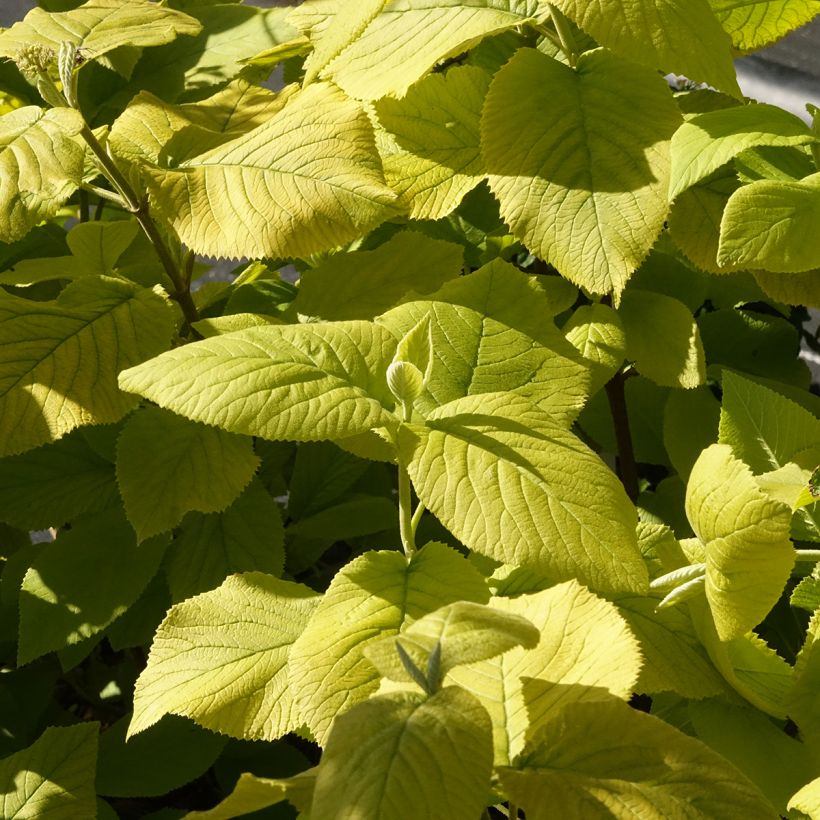 Wolliger Schneeball Aureum - Viburnum lantana (Laub)