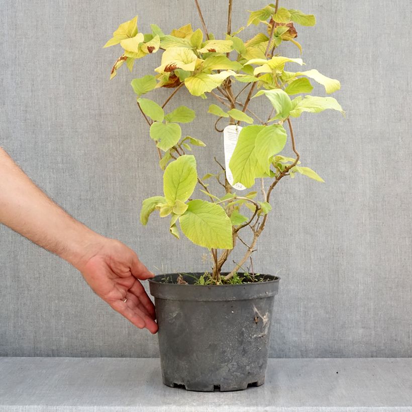 Example of Wolliger Schneeball Aureum - Viburnum lantana Topf mit 4L/5L as you get in ete