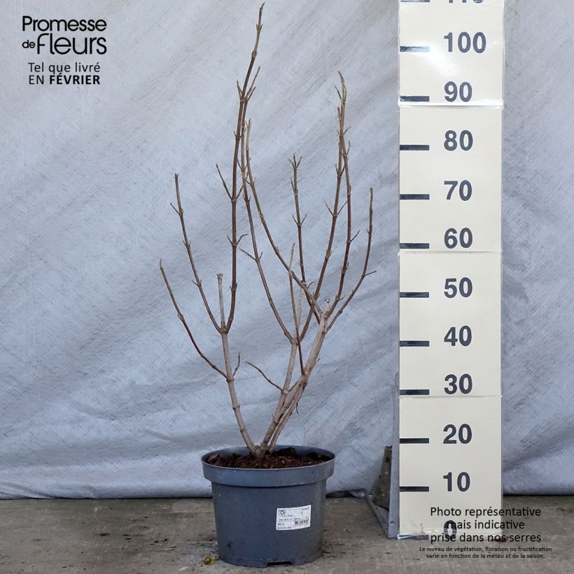 Exemplar von Wolliger Schneeball - Viburnum lantana Topf mit 7,5L/10L wie im Winter geliefert